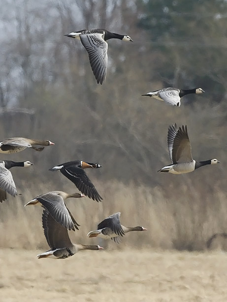 Punakaulahanhi, Red-breasted Goose, Branta ruficollis
